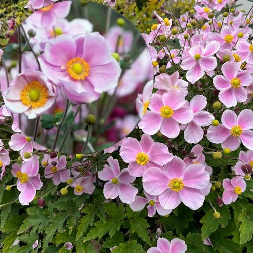 Anemone 'SATIN DOLL Blush' - Ülane 'SATIN DOLL Blush' P11/0,75L